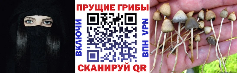 Купить где  Агрыз  Псилоцибиновые грибы Psilocybine cubensis 
